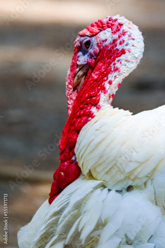 A profile shot of a domesticated turkey.