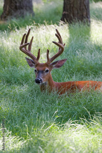 A White-tailed deer  a buck  lays down in tall grass with his large rack in velvet.  Summer photo.