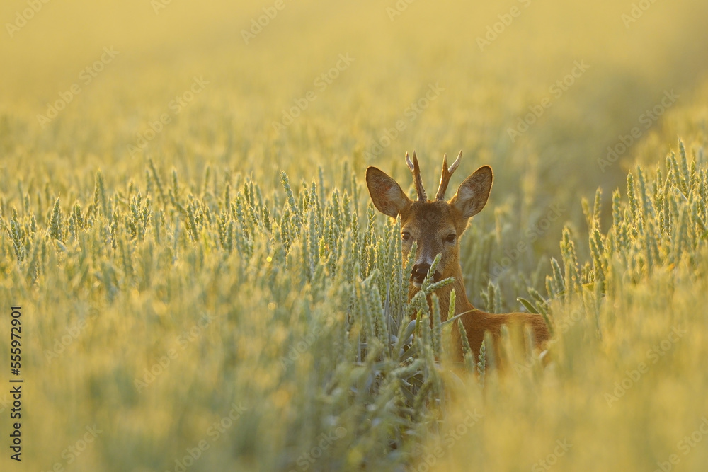 European Roebuck in Field, Hesse, Germany European Roebuck in Field, Hesse, Germany