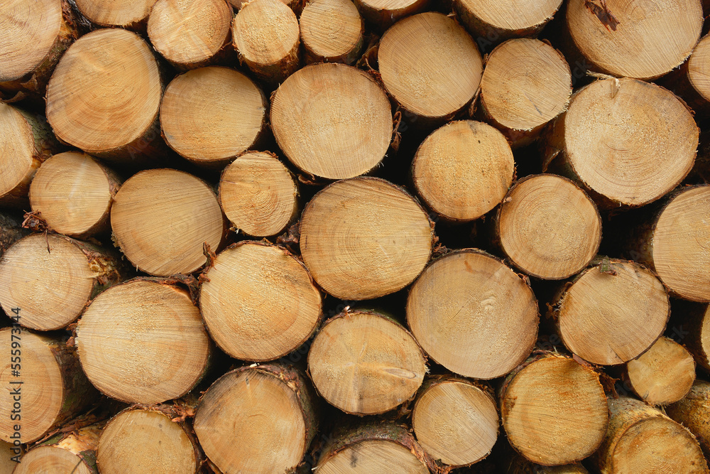 Stack of Spruce Logs, Odenwald, Hesse, Germany Stack of Spruce Logs, Odenwald, Hesse, Germany