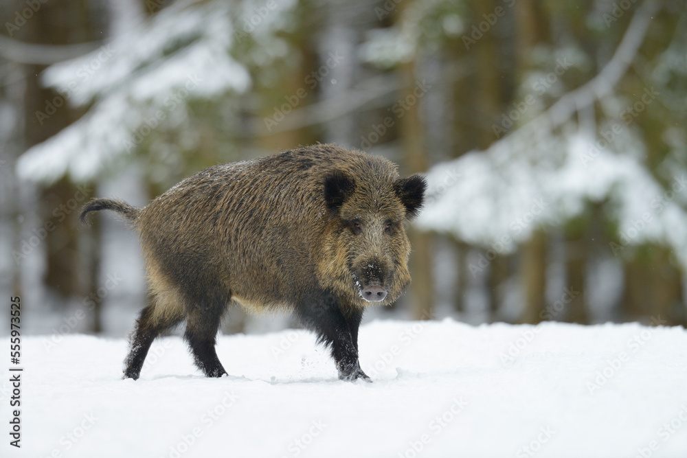 Wild Boar (Sus scrofa) in Winter, Bavaria, Germany Wild Boar (Sus scrofa) in Winter, Bavaria, Germany