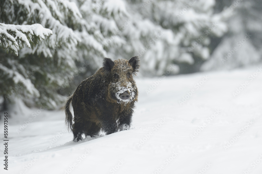 Wild Boar (Sus scrofa) in Winter, Bavaria, Germany Wild Boar (Sus scrofa) in Winter, Bavaria, Germany