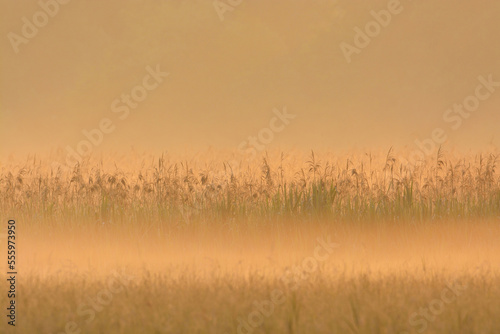 Reed Belt in Morning Mist at Sunrise, Hesse, Germany, Europe