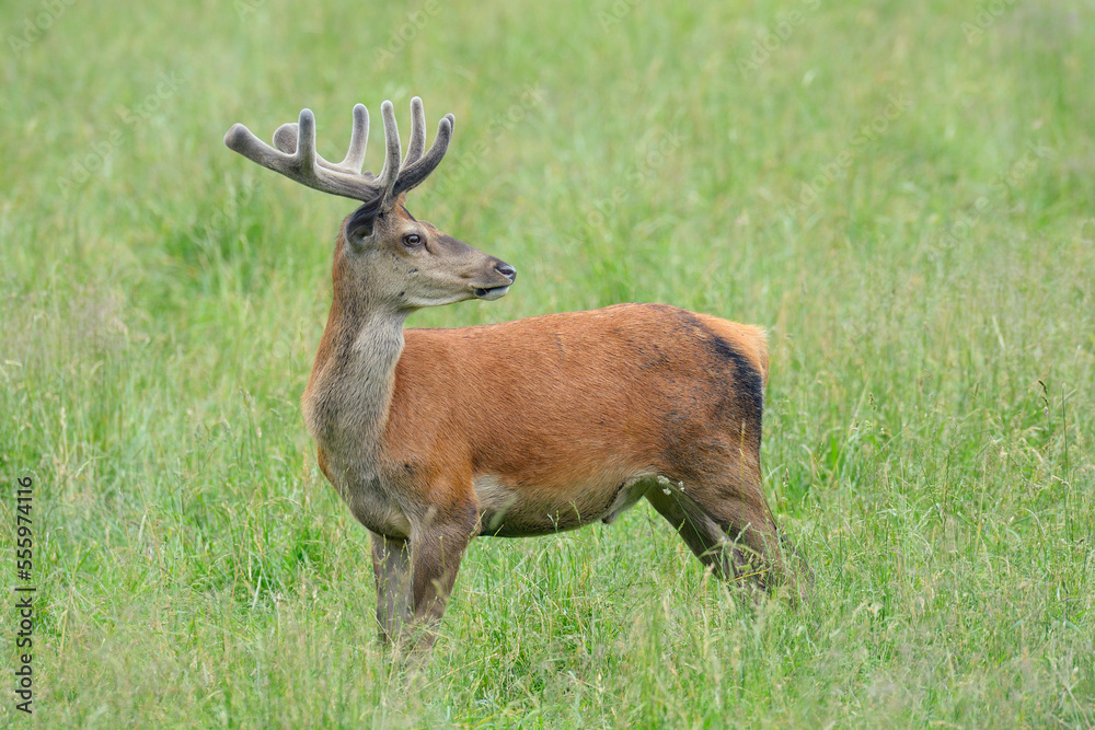 Red Deer (Cervus elaphus) in Field in Summer, Bavaria, Germany Red Deer (Cervus elaphus) in Field in Summer, Bavaria, Germany