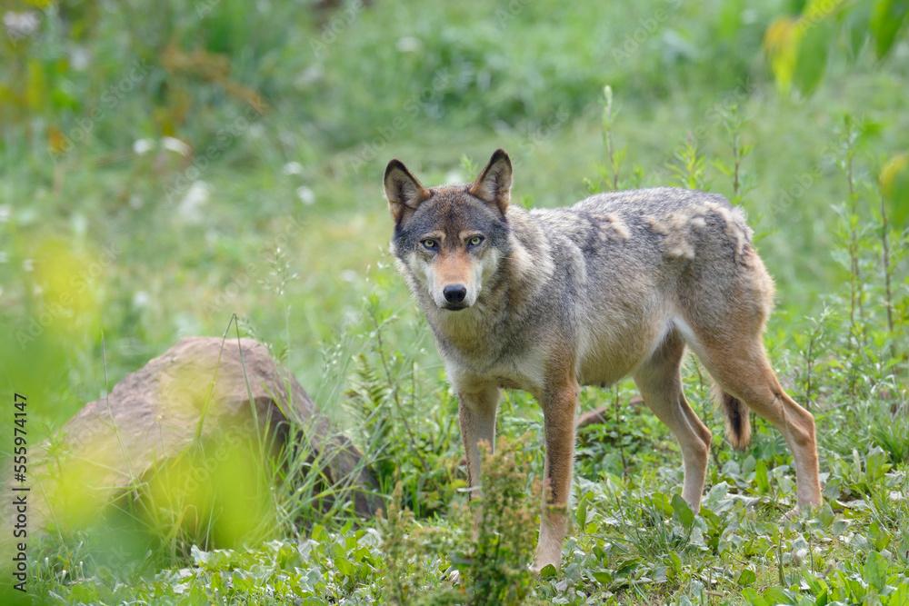 Portrait of European Wolf (Canis lupus), Germany Portrait of European Wolf (Canis lupus), Germany