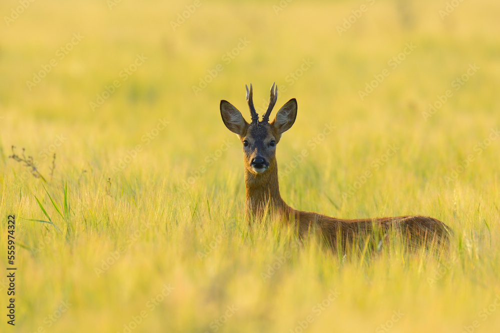 European Roebuck (Capreolus capreolus) in Barley Field in Morning in Summer, Hesse, Germany European Roebuck (Capreolus capreolus) in Barley Field in Morning in Summer, Hesse, Germany