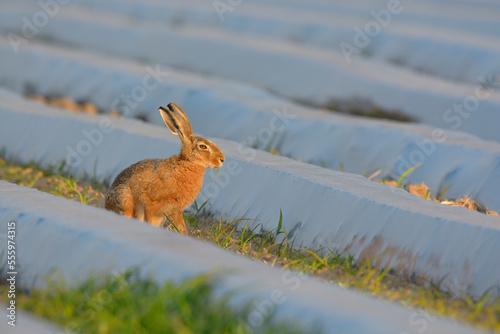 European Brown Hare (Lepus europaeus) on Field with Plastic Foil in Summer, Hesse, Germany photo