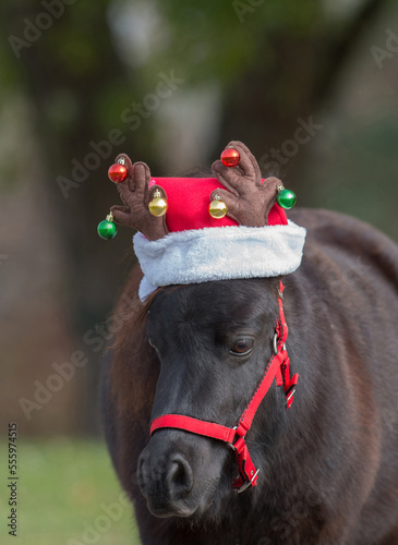 Christmas horse theme cute miniature horse portrait black pony wearing red Santa Claus reindeer hat with bells and antlers red halter vertical format cute equine christmas xmas background or backdrop