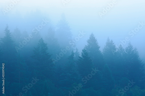 Spruce Forest in Fog, Spessart, Bavaria, Germany photo