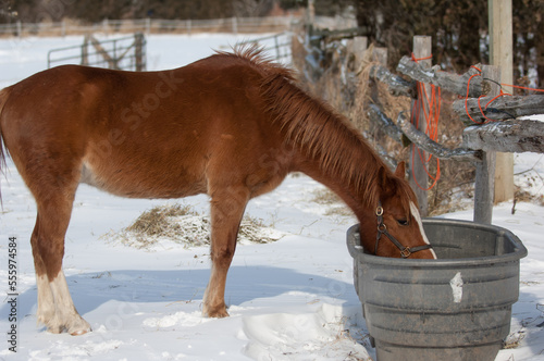chestnut pony in winter drinking out of large water trough or water bucket in outdoor paddock  in cold temperatures winter equine care winter horse care looking after animals equines horses in cold 