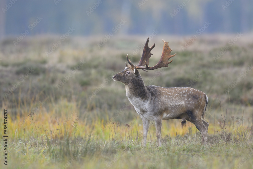 Portrait of Male Fallow Deer (Cervus dama) in Autumn, Hesse, Germany Portrait of Male Fallow Deer (Cervus dama) in Autumn, Hesse, Germany