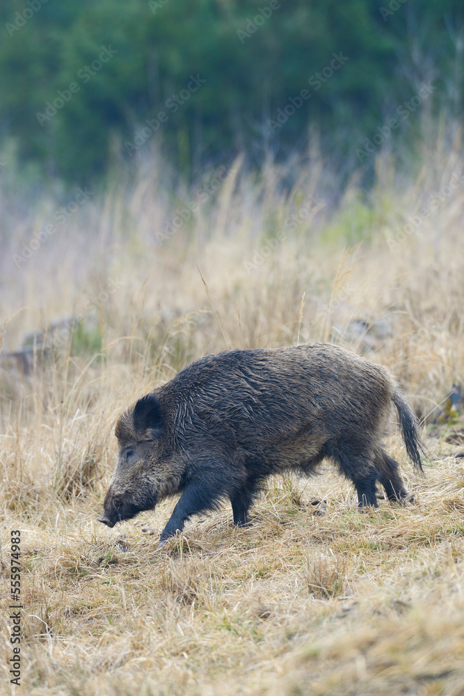 Wild Boar (Sus scrofa) Tusker, Spessart, Bavaria, Germany Wild Boar (Sus scrofa) Tusker, Spessart, Bavaria, Germany