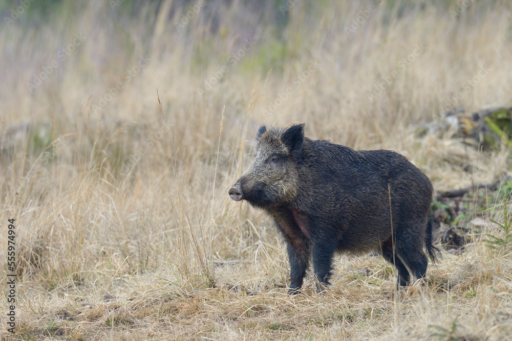 Female Wild Boar (Sus scrofa), Spessart, Bavaria, Germany Female Wild Boar (Sus scrofa), Spessart, Bavaria, Germany