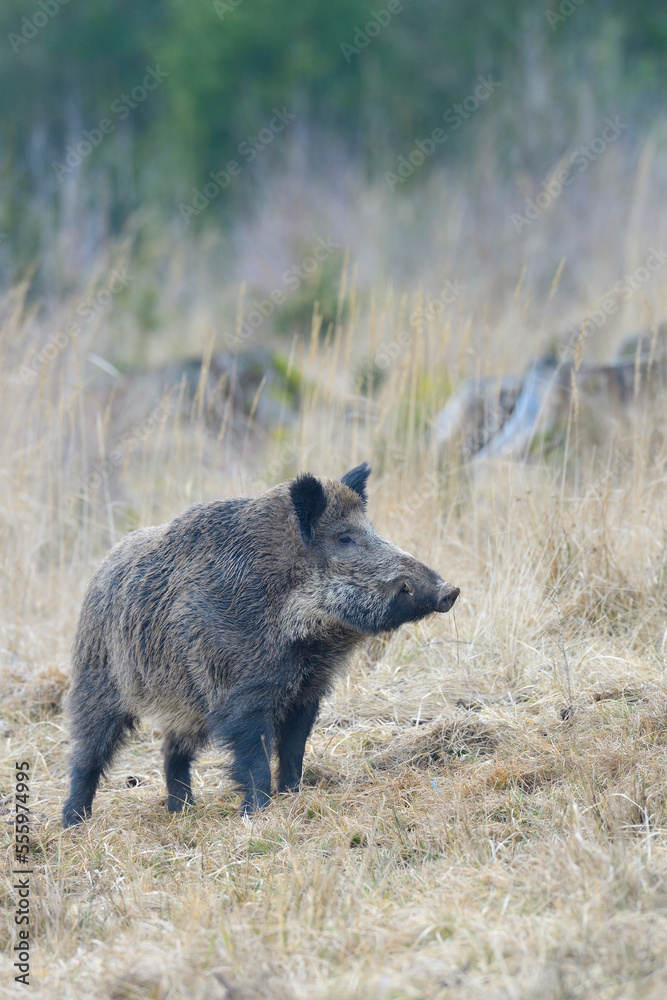 Wild Boar (Sus scrofa) Tusker, Spessart, Bavaria, Germany Wild Boar (Sus scrofa) Tusker, Spessart, Bavaria, Germany
