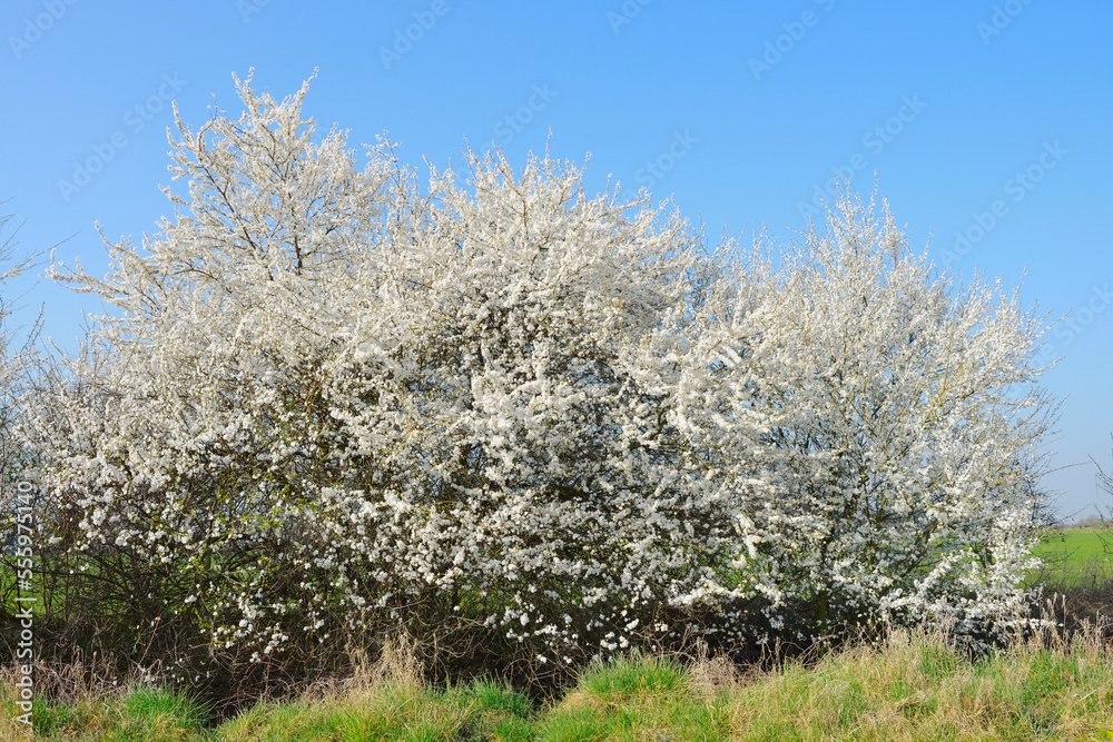 Blooming Blackthorn (Prunus spinosa) in Spring, Hesse, Germany Blooming Blackthorn (Prunus spinosa) in Spring, Hesse, Germany
