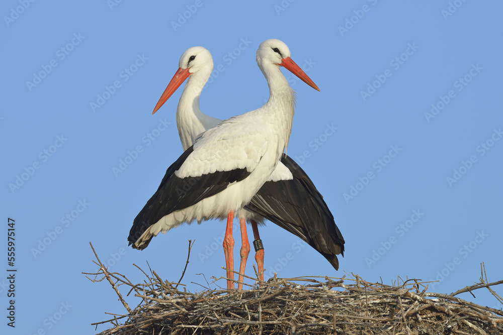 White Storks (Ciconia ciconia) on Nest, Hesse, Germany White Storks (Ciconia ciconia) on Nest, Hesse, Germany