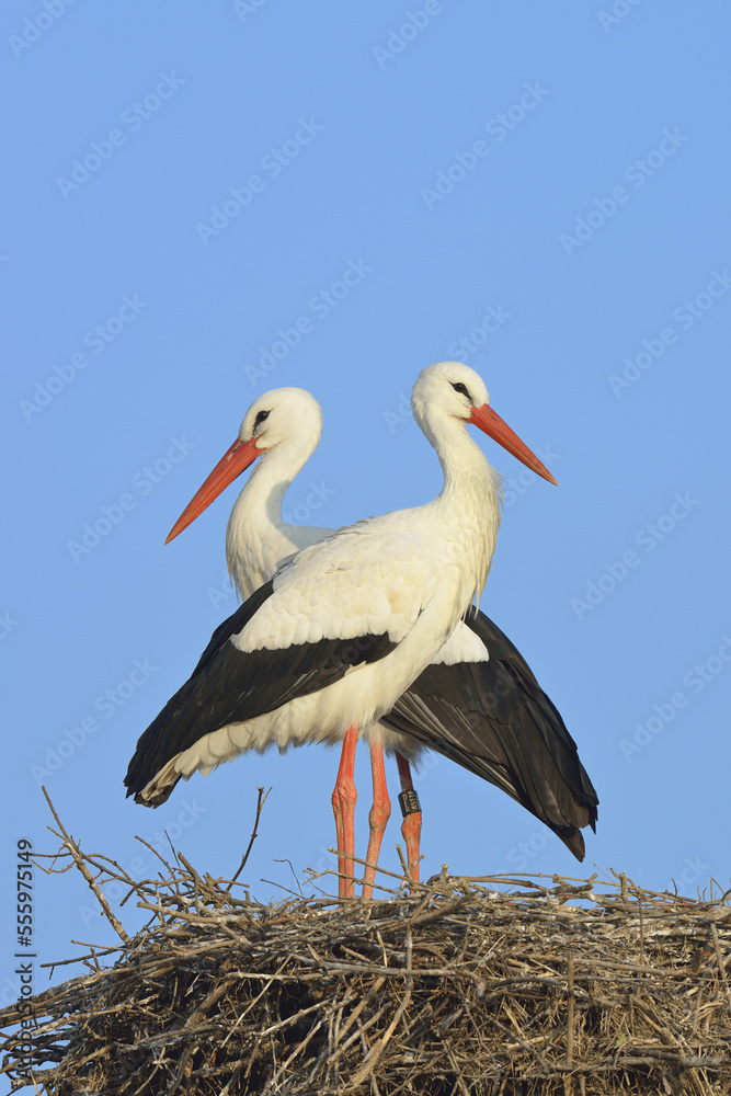 White Storks (Ciconia ciconia) on Nest, Hesse, Germany White Storks (Ciconia ciconia) on Nest, Hesse, Germany
