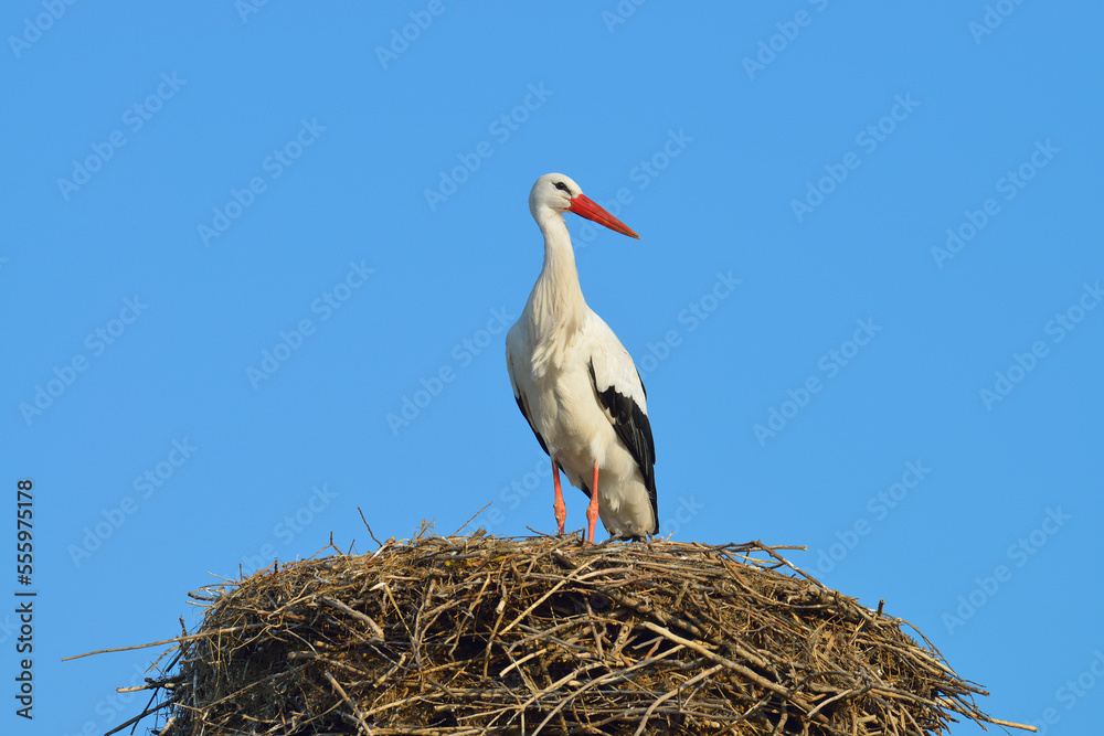 White Stork (Ciconia ciconia) on Nest, Hesse, Germany White Stork (Ciconia ciconia) on Nest, Hesse, Germany