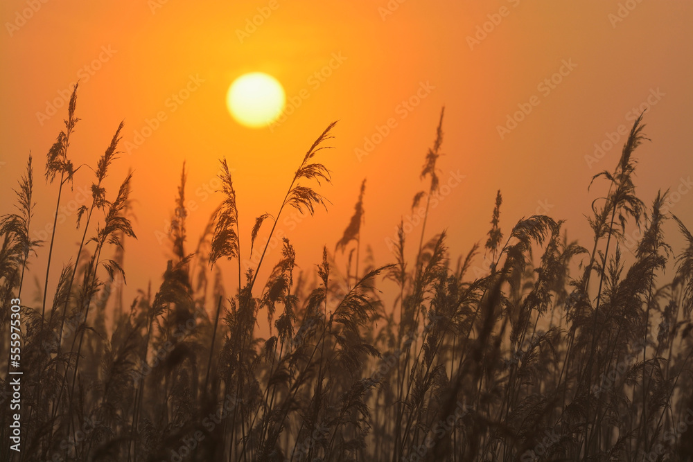 Reeds at sunrise, Hesse, Germany, Europe Reeds at sunrise, Hesse, Germany, Europe