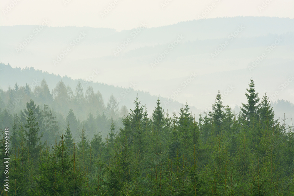 Spruce forest in early morning mist, Spessart, Hesse, Germany, Europe Spruce forest in early morning mist, Spessart, Hesse, Germany, Europe