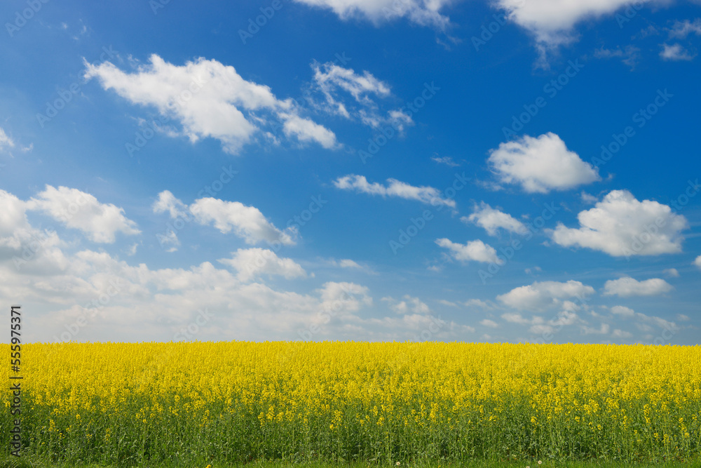 Blooming Canola Field, Bad Mergentheim, Baden-Wurttemberg, Germany Blooming Canola Field, Bad Mergentheim, Baden-Wurttemberg, Germany