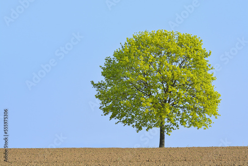 Field maple (Acer campestre) on field, Odenwald, Hesse, Germany, Europe photo