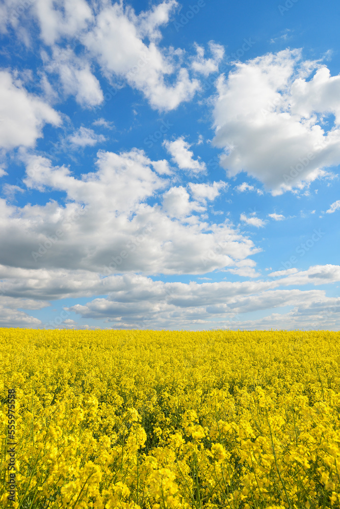 Blooming Canola Field, Odenwald, Hesse, Germany Blooming Canola Field, Odenwald, Hesse, Germany