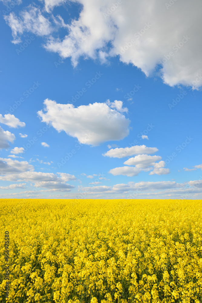 Blooming Canola Field, Odenwald, Hesse, Germany Blooming Canola Field, Odenwald, Hesse, Germany