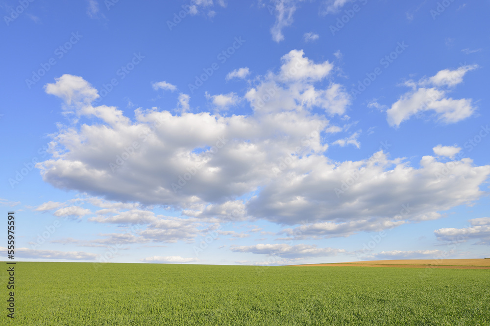 Corn Field with Cloudy Sky in Springtime, Odenwald, Hesse, Germany Corn Field with Cloudy Sky in Springtime, Odenwald, Hesse, Germany
