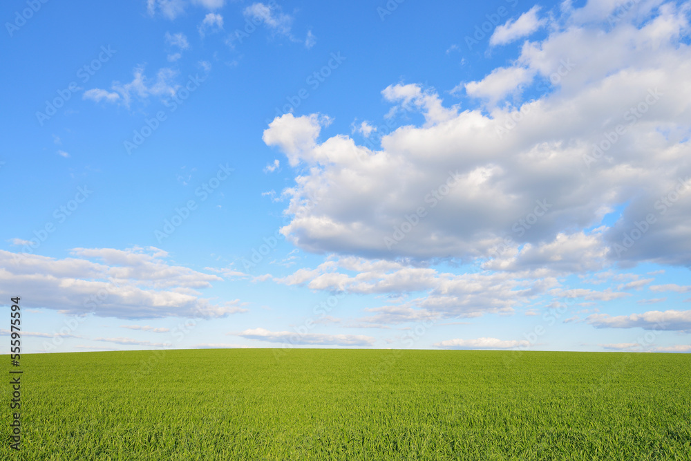 Corn Field with Cloudy Sky in Springtime, Odenwald, Hesse, Germany Corn Field with Cloudy Sky in Springtime, Odenwald, Hesse, Germany