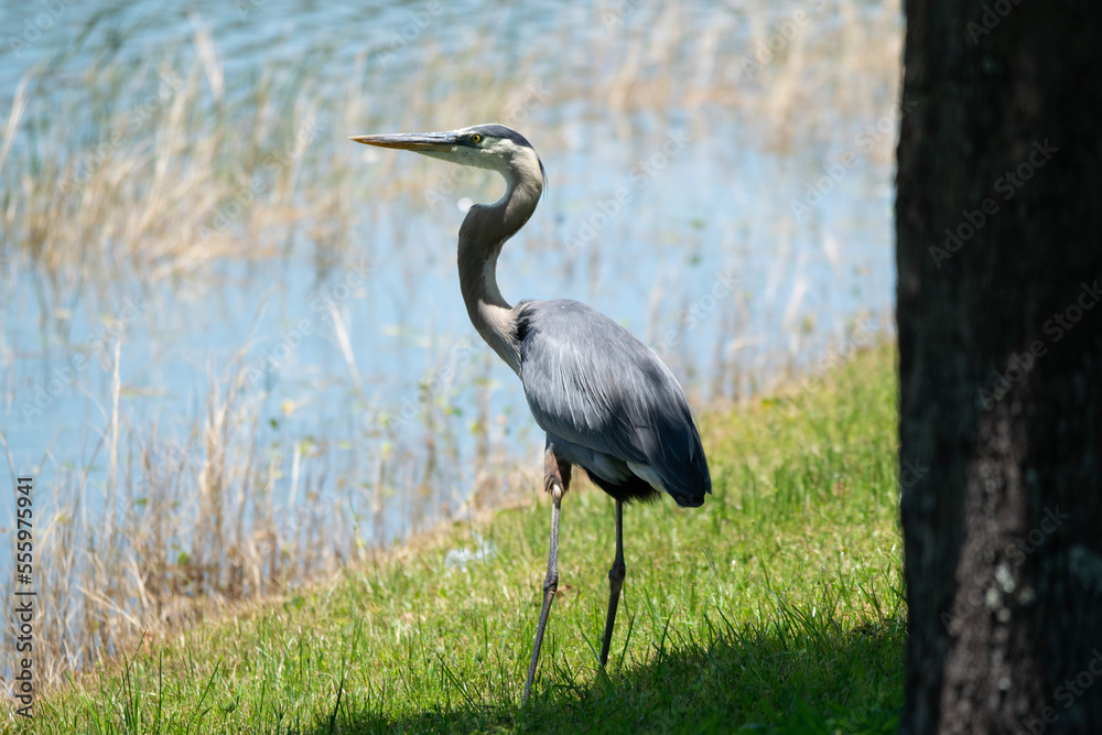 great blue heron great blue heron