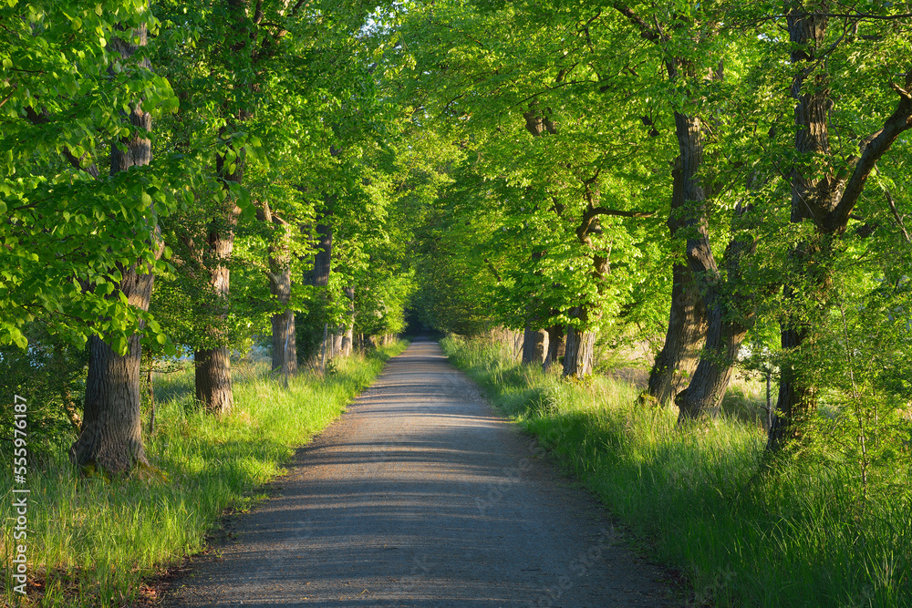 Chestnut tree-lined avenue, Nature Reserve Moenchbruch, Moerfelden-Walldorf, Hesse, Germany, Europe Chestnut tree-lined avenue, Nature Reserve Moenchbruch, Moerfelden-Walldorf, Hesse, Germany, Europe