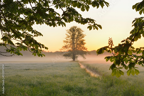 Tree branche and tree in field in early mornging light, Nature Reserve Moenchbruch, Moerfelden-Walldorf, Hesse, Germany, Europe photo