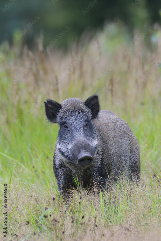 Close-up portrait of wild boar (Sus scrofa), Tusker, Spessart, Bavaria, Germany, Europe Close-up portrait of wild boar (Sus scrofa), Tusker, Spessart, Bavaria, Germany, Europe