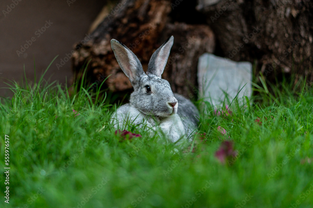 Fototapeta premium Chinchilla rabbit laying down alert in green grass field with pink flowers