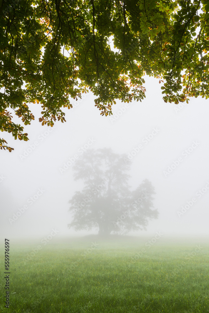 Black Alder Tree in Morning Mist, Moenchbruch Nature Reserve, Moerfelden-Walldorf, Hesse, Germany Black Alder Tree in Morning Mist, Moenchbruch Nature Reserve, Moerfelden-Walldorf, Hesse, Germany