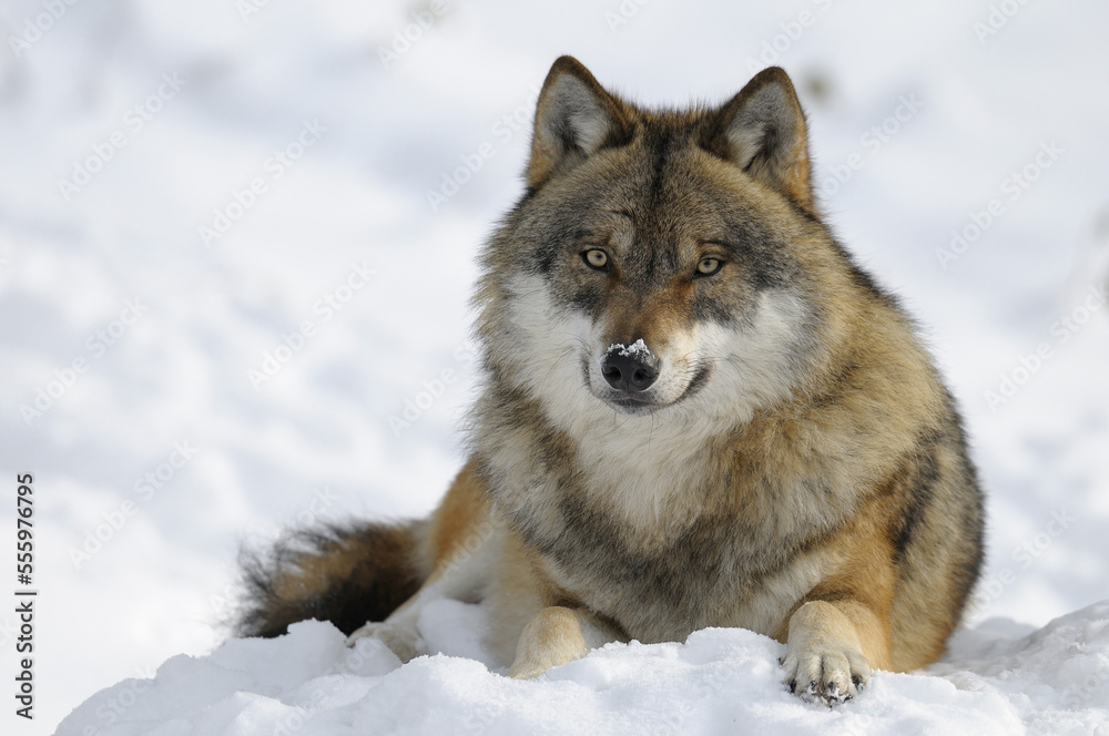 Wolf, Bavarian Forest National Park, Bavaria, Germany Wolf, Bavarian Forest National Park, Bavaria, Germany