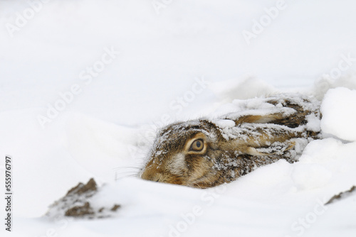 European Hare in Snow photo