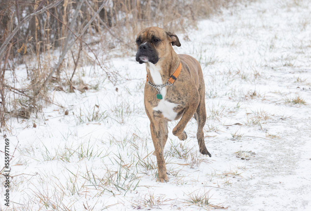A brindle brown boxer dog mixed with bulldog is outside in sub zero temperatures.  The pet is very cold and unsure of his surroundings.  The puppy is standing with one foot up off of the cold ground.