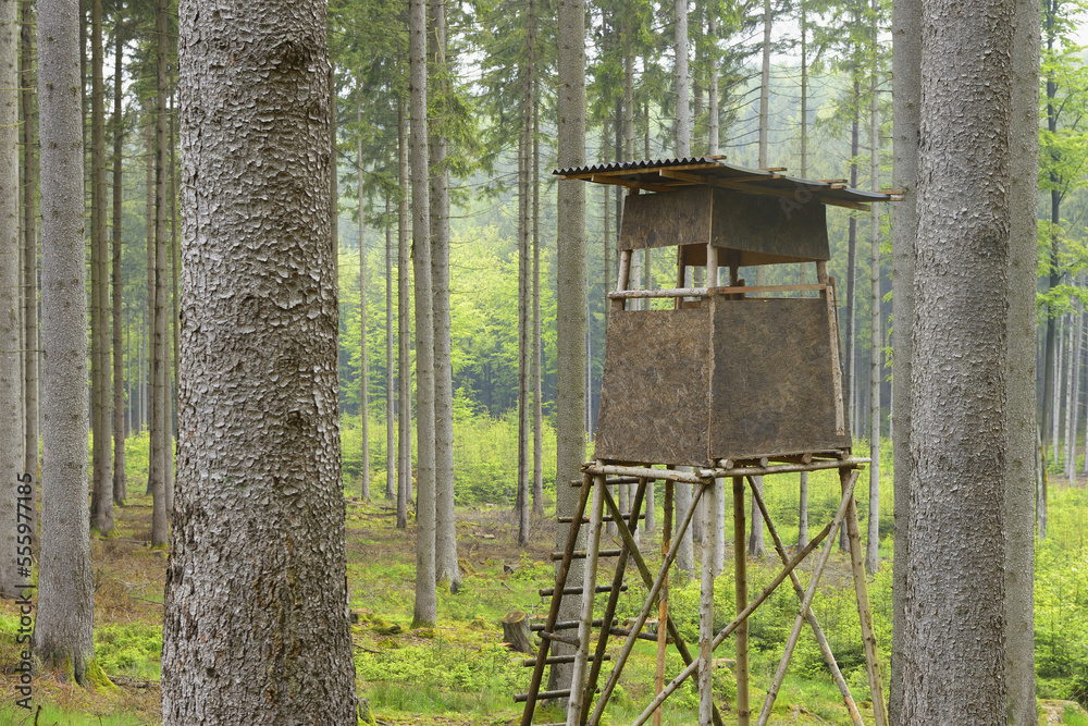 Hunting Blind in Spruce forest, Spessart, Bavaria, Germany, Europe Hunting Blind in Spruce forest, Spessart, Bavaria, Germany, Europe