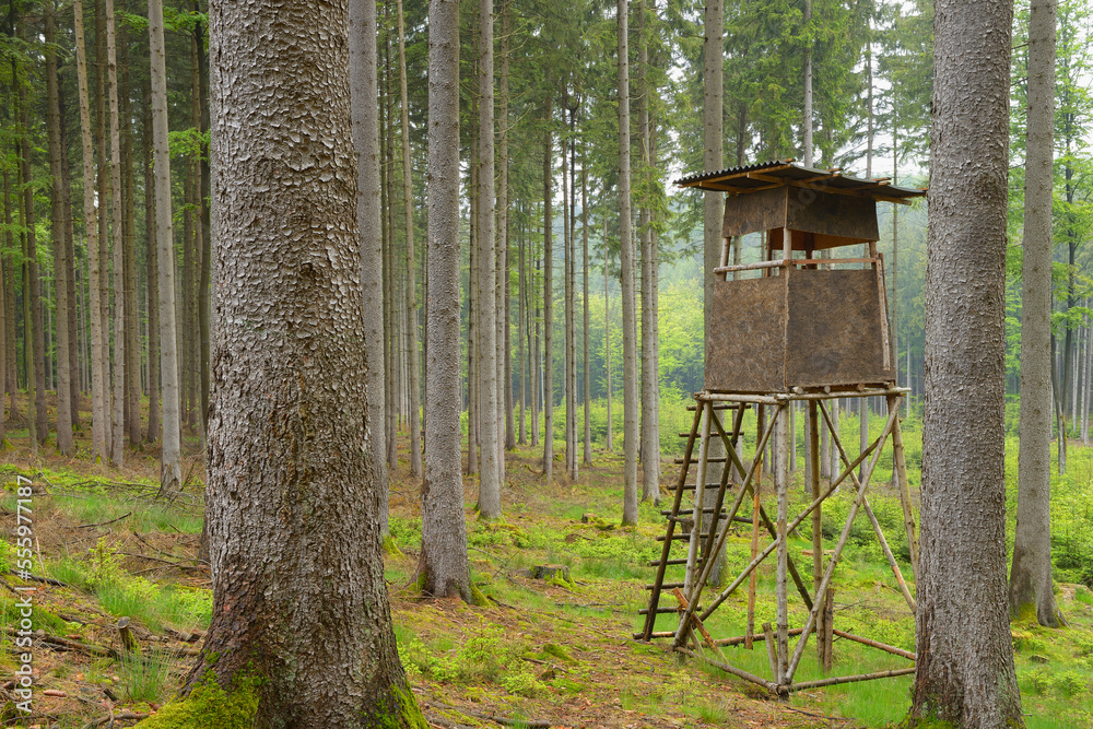 Hunting Blind in Spruce forest, Spessart, Bavaria, Germany, Europe Hunting Blind in Spruce forest, Spessart, Bavaria, Germany, Europe