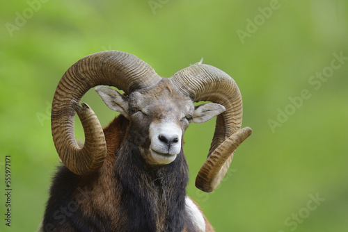 European Mouflon (Ovis orientalis musimon) Ram, Hesse, Germany, Europe photo