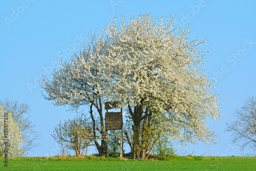 Hunting blind in blooming cherry tree in field, Odenwald, Hesse, Germany, Europe photo