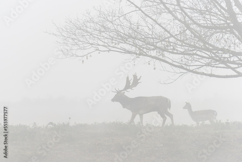 Fallow Deer (Cervus dama) in Morning Mist, Hesse, Germany photo