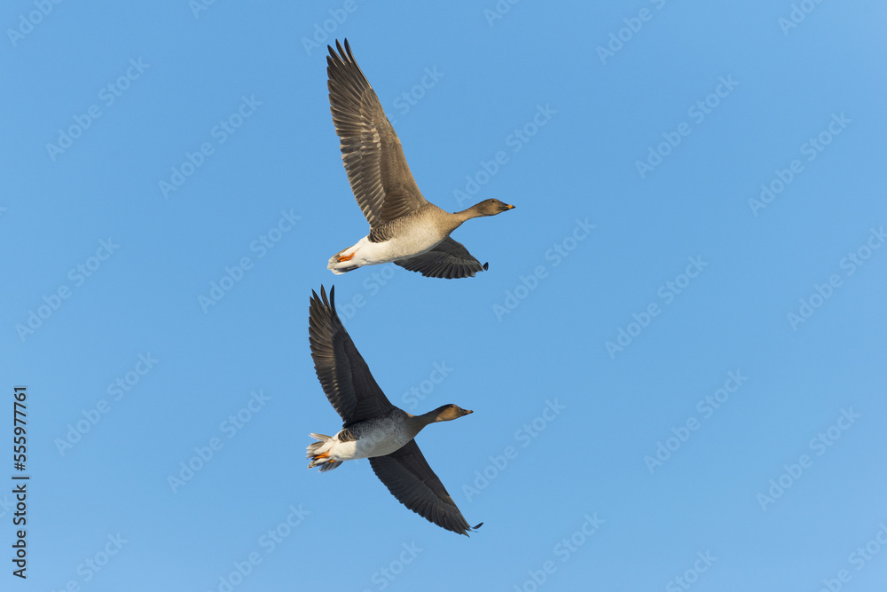 Bean Geese (Anser fabalis), flying against blue sky, Hesse, Germany, Europe Bean Geese (Anser fabalis), flying against blue sky, Hesse, Germany, Europe