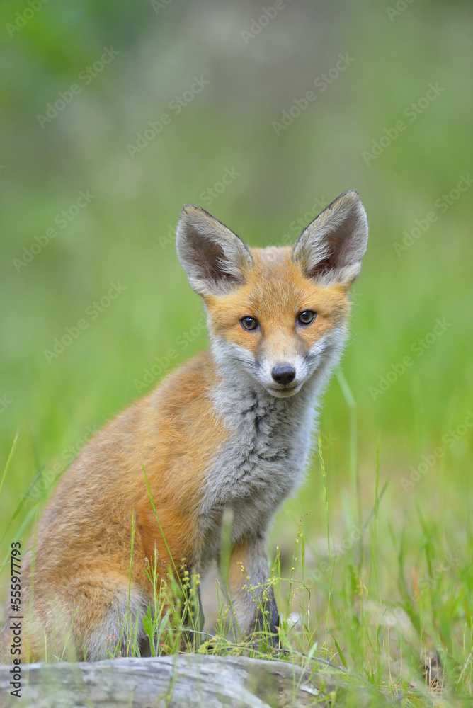 Young Red Fox, Vulpes vulpes, Hesse, Germany, Europe Young Red Fox, Vulpes vulpes, Hesse, Germany, Europe