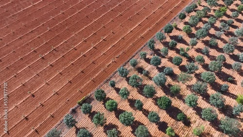 Agricultural landscape of truffle oak plantations. Aerial view from a drone. Berdun. Municipality of the Canal de Berdún.The Jacetania. Huesca, Aragon, Spain, Europe photo