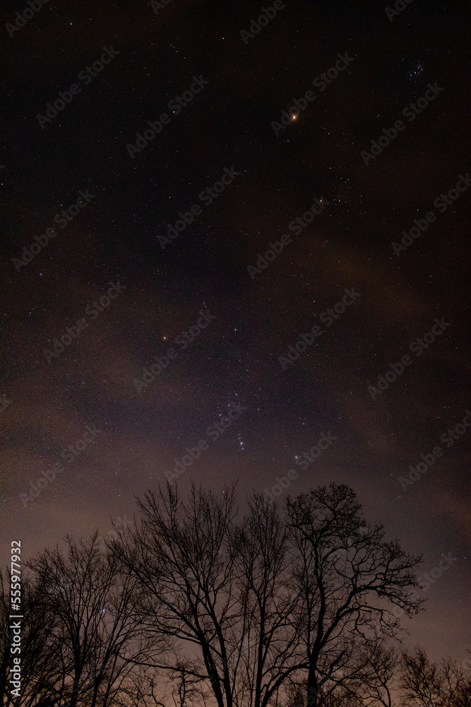 Starry sky over trees