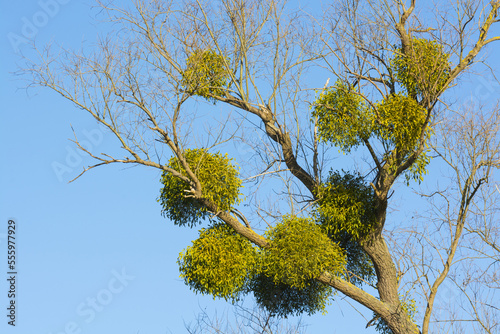 Common Mistletoe (Viscum album) on Tree Branch, Hesse, Germany photo