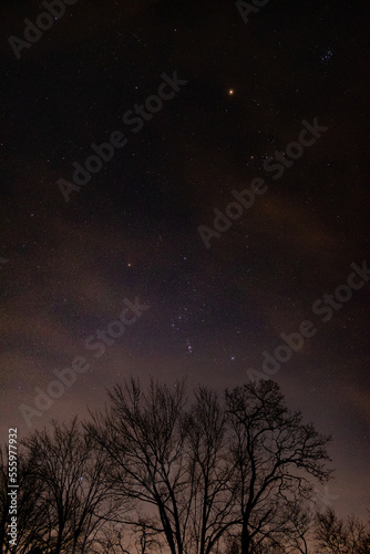 Starry sky over trees